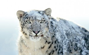 Apple Snow Leopard